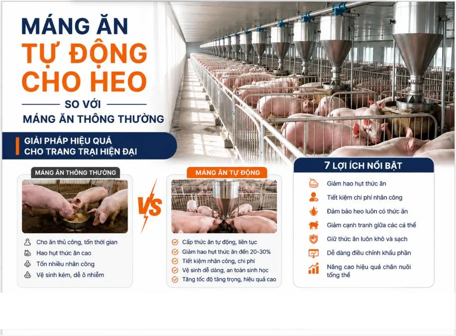 Tác Dụng Và Lợi Ích Của Máng Ăn Tự Động Cho Heo So Với Máng Ăn Thông Thường
